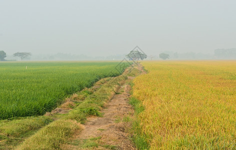 种植园农村泰国晨雾中的稻田图片