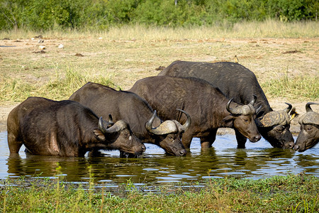 五头斗篷水牛从一个坑里饮用萨凡纳自然草药图片
