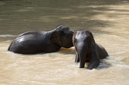 两只小象玩水青在泡大浴时玩得开心呢亚洲人非图片