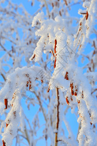 木头绿色冬天的树木满是积雪和冰霜颜色图片