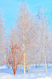 自然冬天的树木满是积雪和冰霜美丽落下图片