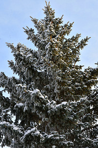美丽的森林冬天树木满是积雪和冰霜丰富多彩的图片