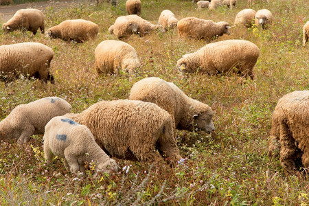 草地农场动物在绿放牧的羔羊图片