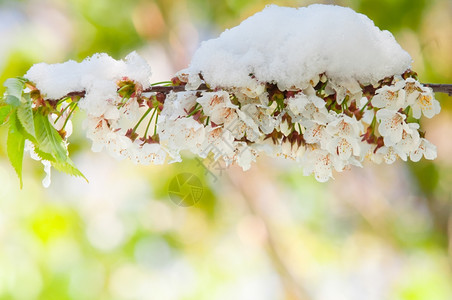 锯齿色调柔软的下雪后开花樱桃树日本普鲁努斯塞尔拉塔萨库或樱花图片