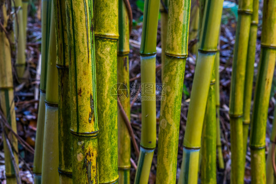 放松自然背景在大型封闭中黄色和绿竹树干文化木东方图片