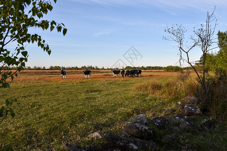 景观在瑞典奥兰岛传统干石墙后面的草原放牧牛群在瑞典奥兰岛库尔曼年轻的图片