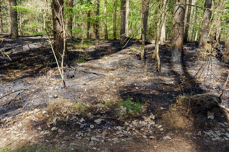 水平的黑色橙被烧毁森林火灾后灰烬和变黑的树木被烧毁森林图片