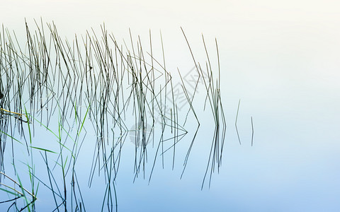 俄罗斯草和构成湖中清晨平静水的图形反射象具有复制空间的自然抽象模式背景选择焦点CSEP形式艺术图片