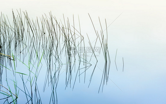 俄罗斯草和构成湖中清晨平静水的图形反射象具有复制空间的自然抽象模式背景选择焦点CSEP形式艺术图片