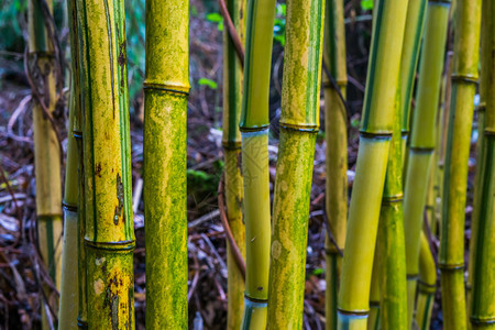 竹科雨林亚洲大型闭合放松自然背景的绿竹和黄树干图片