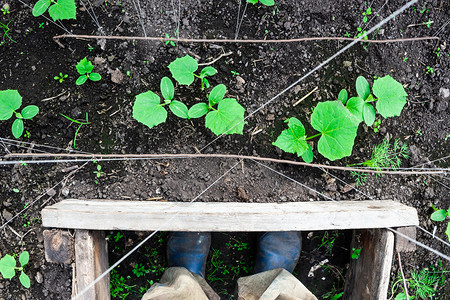 叶子在温室园林种植新鲜的黄瓜种植蔬菜农民黄瓜食用素者的物芽园艺图片