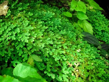 蕨类环境本国的森林里青绿灌木图片