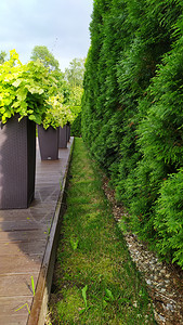 高的树篱和绿色公园的树篱修剪花灌木图片