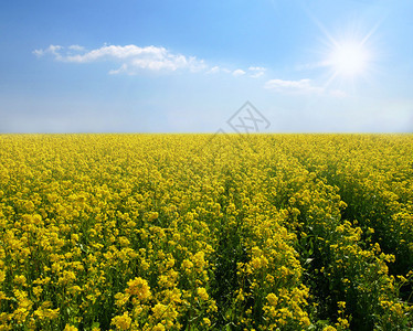 农村风景有黄色种子或甘蓝田地的黄色种子或果菜田地场景天空观图片
