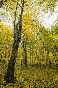 森林中黄秋叶树苗薄的青真正秋季黄色叶树子木干净的图片