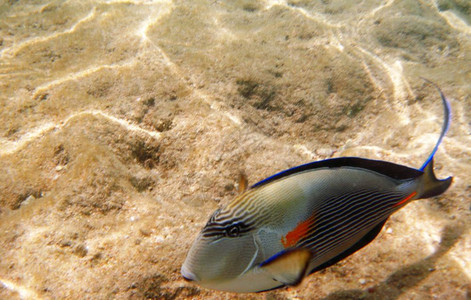 游泳异国情调动物群红海水下热带异国鱼类图片