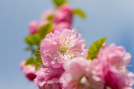果园清凉的樱花在春天盛开朵瓣图片