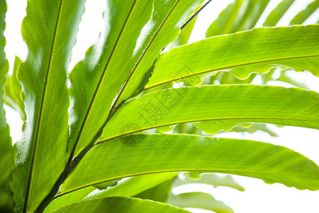 水滴天气水浸在叶片湿度和温的自然上图片