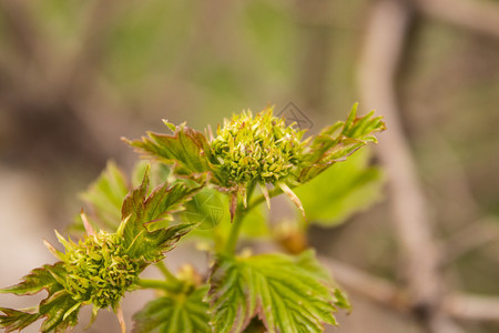 酸果蔓春天盛开的荚蒾枝特写春天盛开的荚蒾枝叶子公园图片