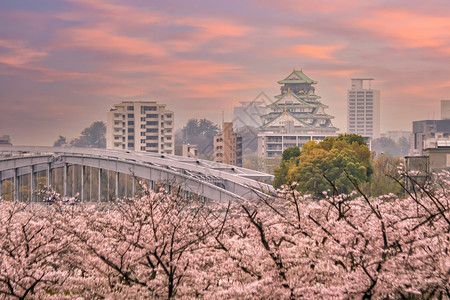 大阪樱花亚洲旅行大阪城堡的暮光日落时在本樱花开季节吸引力背景