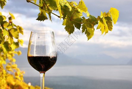 瑞士日内瓦湖Lavaux地区抗争的红酒杯白色叶子葡萄图片