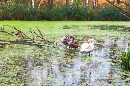 父母动物池塘上的天鹅家族野池塘家族沉默的图片