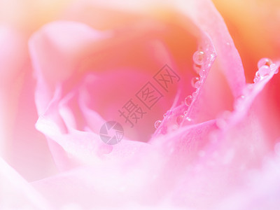 粉红玫瑰花瓣背景纹理用于本底的粉红色玫瑰花瓣布料颜色浪漫的花朵图片