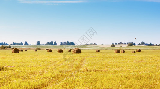 圆形的草垛农村地貌景观在乡村的清蓝天空下看田地上的干草堆景象概念自然背景和复制空间稻草图片