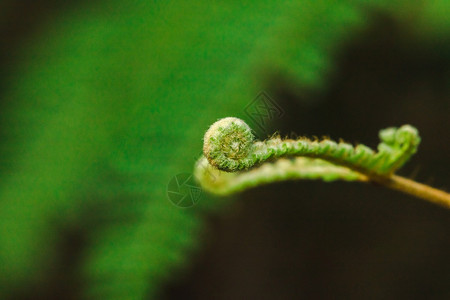 新鲜年轻的森林宏摄影生叶自然卷曲图片