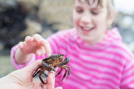 康沃尔好奇成立在海滩上岩池发现的触摸小女孩螃蟹图片