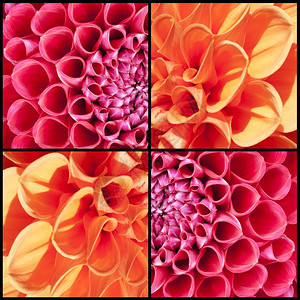 粉色的卷须季节橙色和LilaDahlias在平方框中的拼凑图片