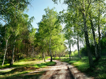 公园绿树和蓝天空下森林中的乡村道路在绿树和蓝天之下途径早晨图片