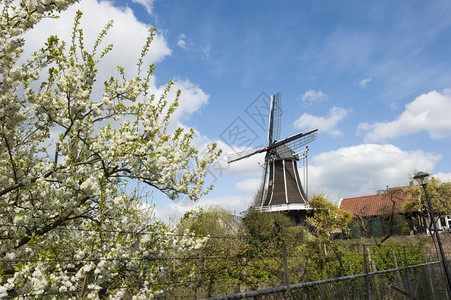 绿色荷兰语农场风景中的荷兰传统木制风车景观图片