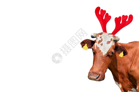 可爱的圣诞搞笑红色和白斑点牛孤立在白色背景上牛肖像在圣诞驯鹿角头带圣诞搞笑红色和白斑点牛孤立在白色背景上牛肖像在圣诞驯鹿角头带圣图片