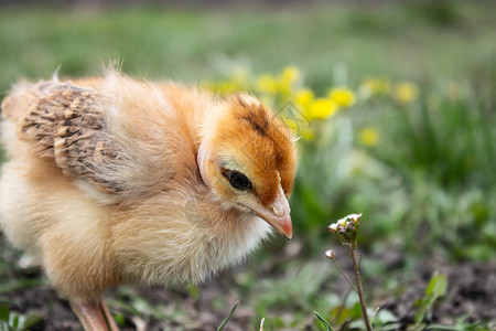 小鸡特写草地上的黄鸡养殖小家禽农业小鸡草地上的黄家禽养殖复活节蓬松的羽毛图片