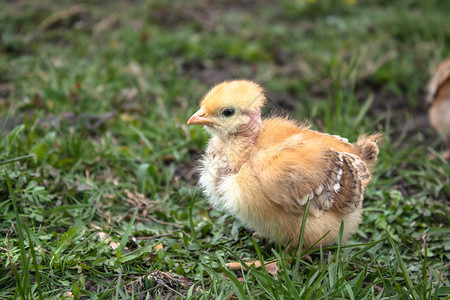 夏天户外婴儿小鸡特写草地上的黄鸡养殖小家禽农业小鸡草地上的黄图片