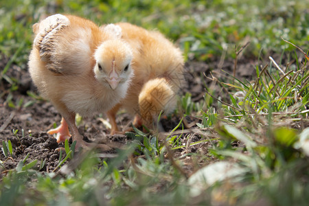 季节小鸡草地上的黄饲养小家禽殖农业小鸡草地上的黄家禽养殖宠物可爱的图片