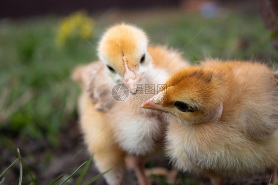 小鸡草地上的黄饲养小家禽殖农业家禽养殖婴儿季节农场图片