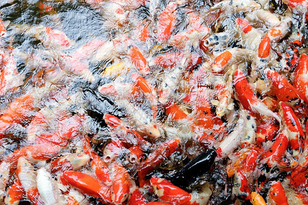 在池塘中游泳的多彩科伊鱼群淡水宠物日本人图片