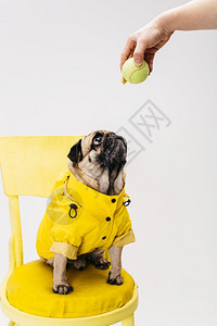 犬类棕色的高清晰度照片细关注的狗衣坐在椅子上优质照片雅的画面警报图片