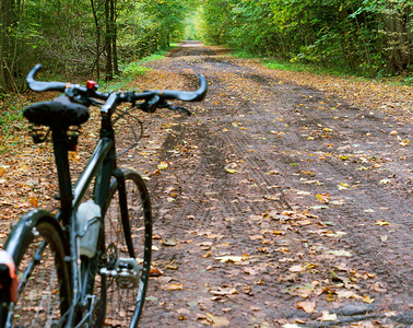 城市树森林小径上的自行车秋天森林里的黑色自行车秋天森林里的黑色自行车森林小径上的自行车加里宁格勒背景图片