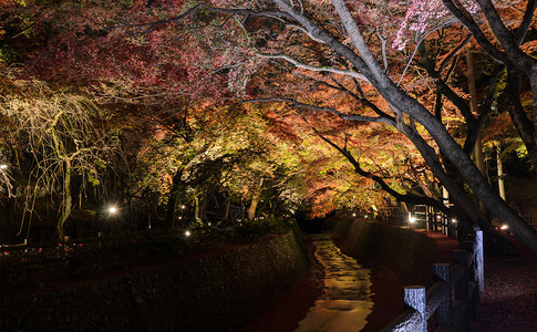 旅行照明日本花园美丽的秋天风景晚上在日本京都的运河旁点亮了绿树叶枫图片