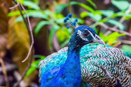 展览自然界中的蓝孔雀脸野生动物质地图片