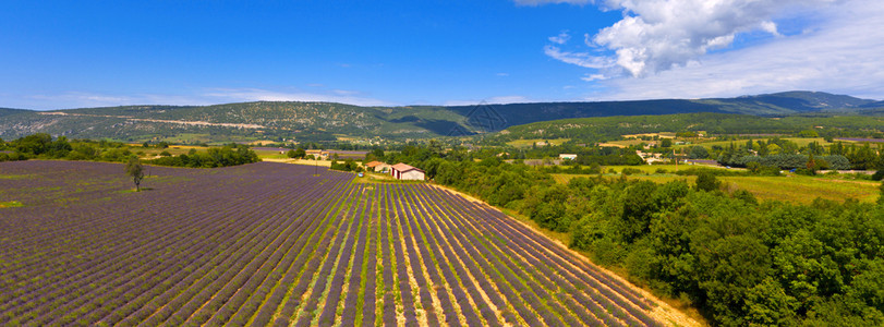 场地法国普罗旺斯的紫花田长宽横幅景观屋图片