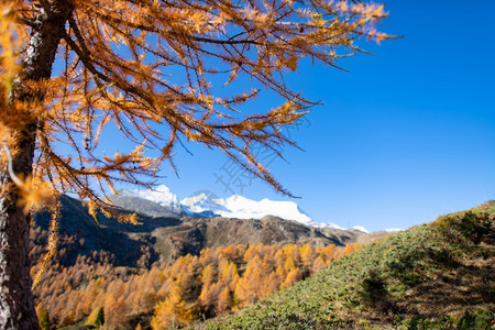 自然打印山地风景高背是雪上山的峰在秋天有彩色金拉链颜图片