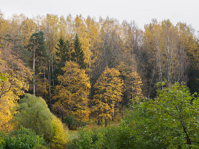 秋天公园的季风景丰富多彩的明亮花园图片