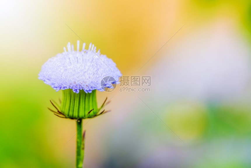 一种明亮的自然花粉和蓝瓣的一朵小美丽面是草地里的杂阳光照在模糊的背景上明亮图片