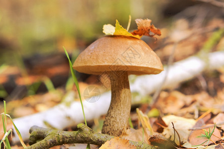 荒野草中的牛肝菌蘑菇帽上的树叶蘑菇帽上的树叶草中牛肝菌苔藓单身的图片