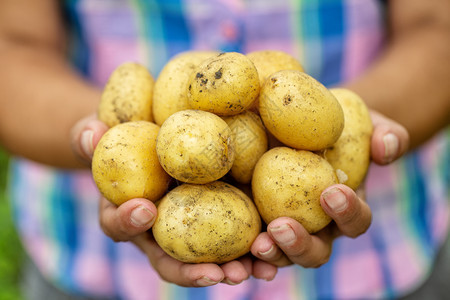 手心里的土豆背景图片