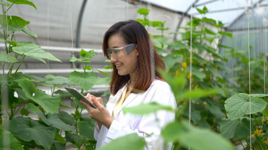 西瓜种植基地检查的专业人员图片